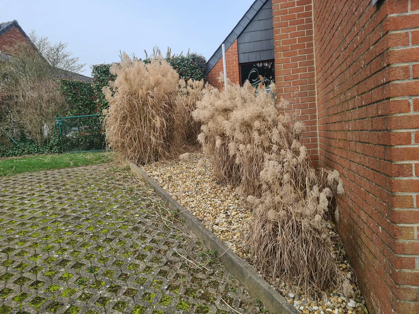 Taille de rosiers au printemps